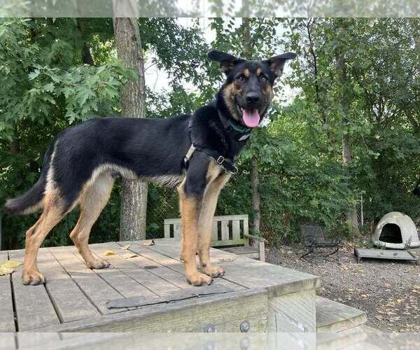 Medium Photo #1 Mutt Puppy For Sale in Elmsford, NY, USA