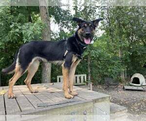 Mutt Dogs for adoption in Elmsford, NY, USA