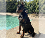 Small Photo #1 Doberman Pinscher Puppy For Sale in GUSTINE, CA, USA