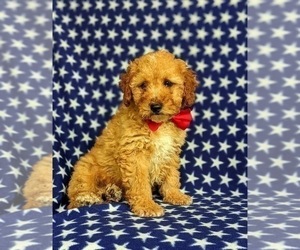 Poodle (Miniature) Puppy for sale in KINZERS, PA, USA