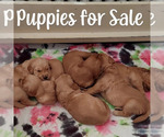 Small Photo #2 Golden Retriever Puppy For Sale in LEWISBURG, WV, USA