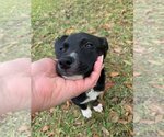 Small Photo #2 German Shepherd Dog-Whippet Mix Puppy For Sale in Valrico, FL, USA