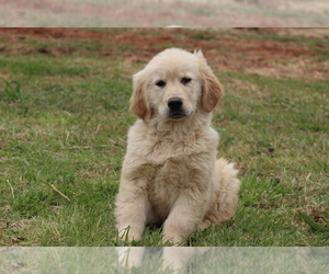 Golden Retriever Puppy for sale in DILLWYN, VA, USA