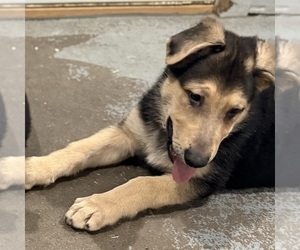 German Shepherd Dog Puppy for Sale in BRIGHTON, Colorado USA