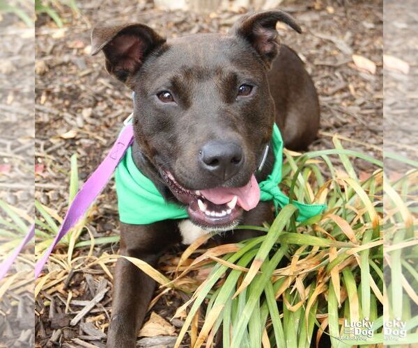 Medium Photo #3 Labrador Retriever-Unknown Mix Puppy For Sale in Washington, DC, USA