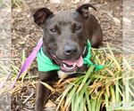Small #2 Labrador Retriever Mix