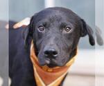 Small Labrador Retriever