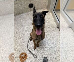 Mutt Dogs for adoption in Imlay City, MI, USA