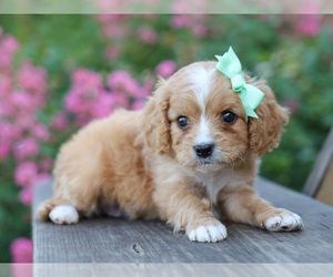 Cavalier King Charles Spaniel-Cavapoo Mix Puppy for Sale in LIBERTY, Kentucky USA