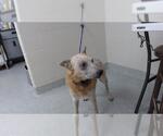 Small Mutt