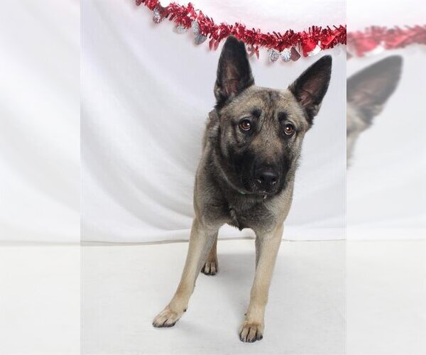 Medium Photo #1 German Shepherd Dog Puppy For Sale in Burbank, CA, USA