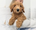 Small #6 Goldendoodle mix (+ Poodle Miniature)