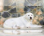 Small Photo #1 Labrador Retriever Puppy For Sale in GORDONVILLE, PA, USA