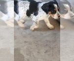 Small Photo #8 Australian Cattle Dog Puppy For Sale in BRIGGSDALE, CO, USA