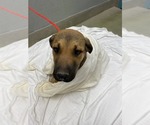 Small German Shepherd Dog Mix