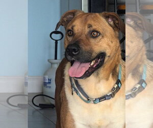 Black Mouth Cur-Boxer Mix Dogs for adoption in Greenville, SC, USA