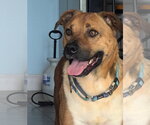 Small Black Mouth Cur-Boxer Mix