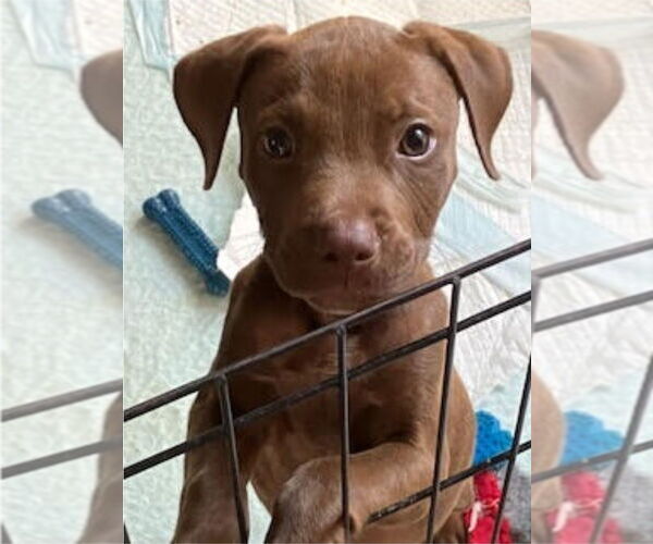 Medium Photo #2 American Staffordshire Terrier-Labrador Retriever Mix Puppy For Sale in Lakewood, CO, USA