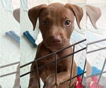 Small #1 American Staffordshire Terrier-Labrador Retriever Mix