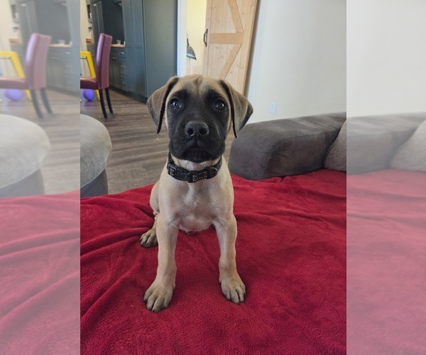 Medium Photo #2 Mastiff Puppy For Sale in WALNUT COVE, NC, USA