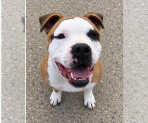 Olde Bulldog Dogs for adoption in Santa Barbara, CA, USA