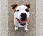SCRAPPY DOO - Male Olde Bulldog Dog for Adoption - Small photo