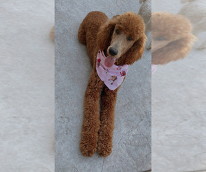 Goldendoodle-Poodle (Standard) Mix Puppy for Sale in PHILLIPS RANCH, California USA