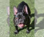 Small Photo #5 French Bulldog Puppy For Sale in Lake elsinore, CA, USA