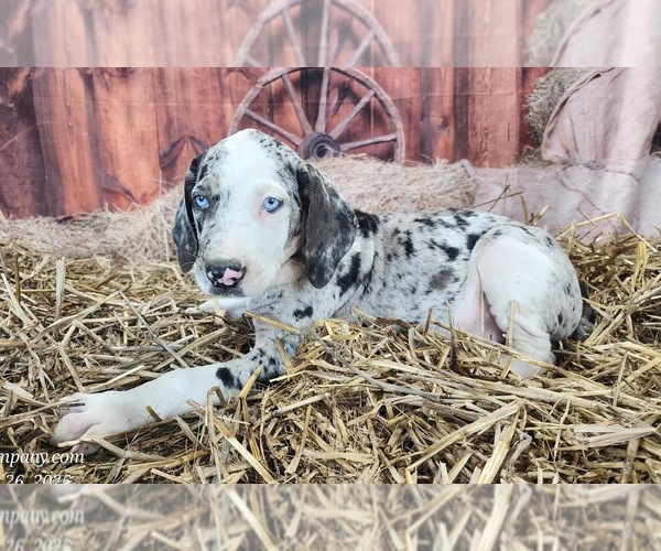 Medium Photo #3 Catahoula Leopard Dog Puppy For Sale in CUMBY, TX, USA