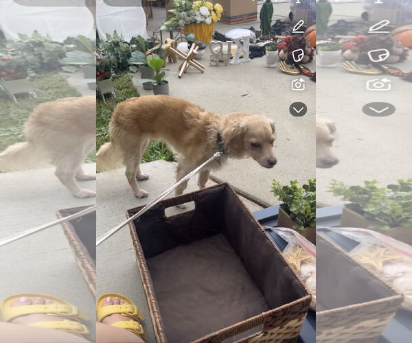 Medium Photo #2 Mutt Puppy For Sale in Woodland, CA, USA