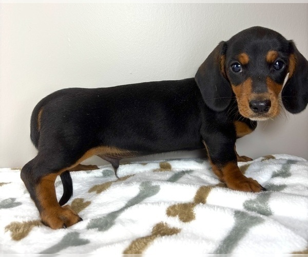Medium Photo #5 Dachshund Puppy For Sale in INDIANAPOLIS, IN, USA