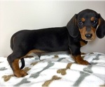 Small #4 Dachshund