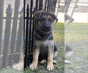 German Shepherd Dog Puppy for sale in FORT WAYNE, IN, USA