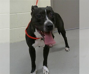Mutt Dogs for adoption in Sanford, FL, USA