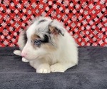 Small #5 Border Collie