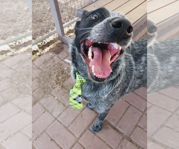 Medium Photo #3 Mutt Puppy For Sale in Kankakee, IL, USA