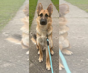German Shepherd Dog Dogs for adoption in Aurora, IN, USA