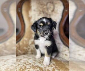 Miniature Australian Shepherd Puppy for sale in GATES, NC, USA