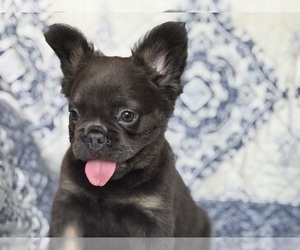French Bulldog Puppy for Sale in NEWTON, New Jersey USA