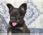 Small French Bulldog