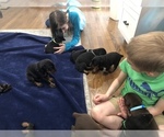 Small Photo #26 Doberman Pinscher Puppy For Sale in MACUNGIE, PA, USA