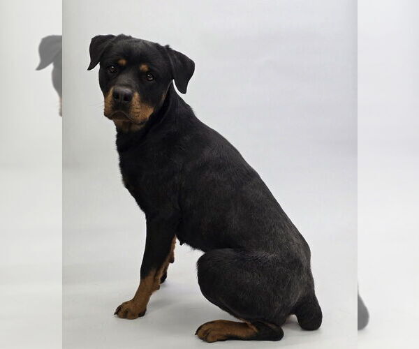 Medium Photo #7 Rottweiler-Unknown Mix Puppy For Sale in Lakewood, CO, USA