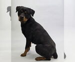 Small #6 Rottweiler Mix