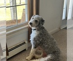 Small Photo #1 Bernedoodle Puppy For Sale in CHILMARK, MA, USA