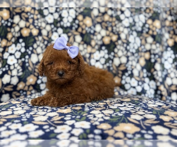 Medium Photo #4 Goldendoodle (Miniature) Puppy For Sale in LAKELAND, FL, USA