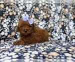 Small #3 Goldendoodle (Miniature)
