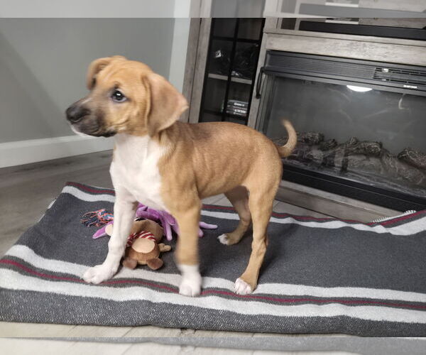 Medium Photo #1 Labrador Retriever-Unknown Mix Puppy For Sale in Plainfield, IL, USA