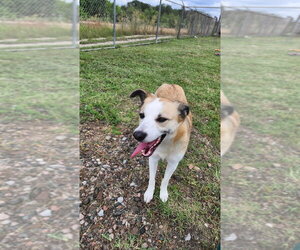 Zoey - Female Mutt Dog for Adoption - Photo #8