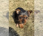 Small Photo #3 Yorkshire Terrier Puppy For Sale in FAIR HAVEN, MI, USA