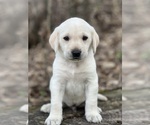 Small Photo #7 Labrador Retriever Puppy For Sale in COUNCIL BLUFFS, IA, USA